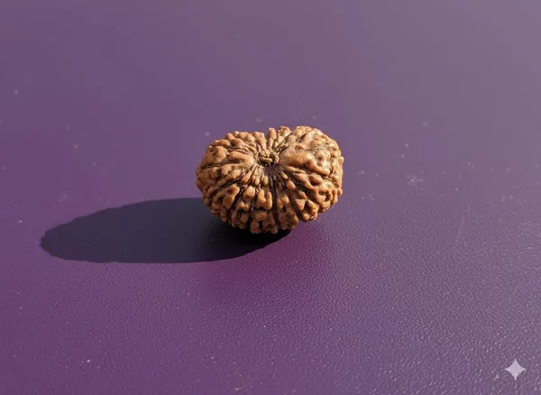 16_Mukhi_12.5MM_Indo_Rudraksha