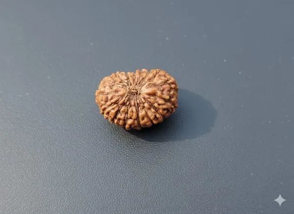 16_Mukhi_12.5MM_Indo_Rudraksha