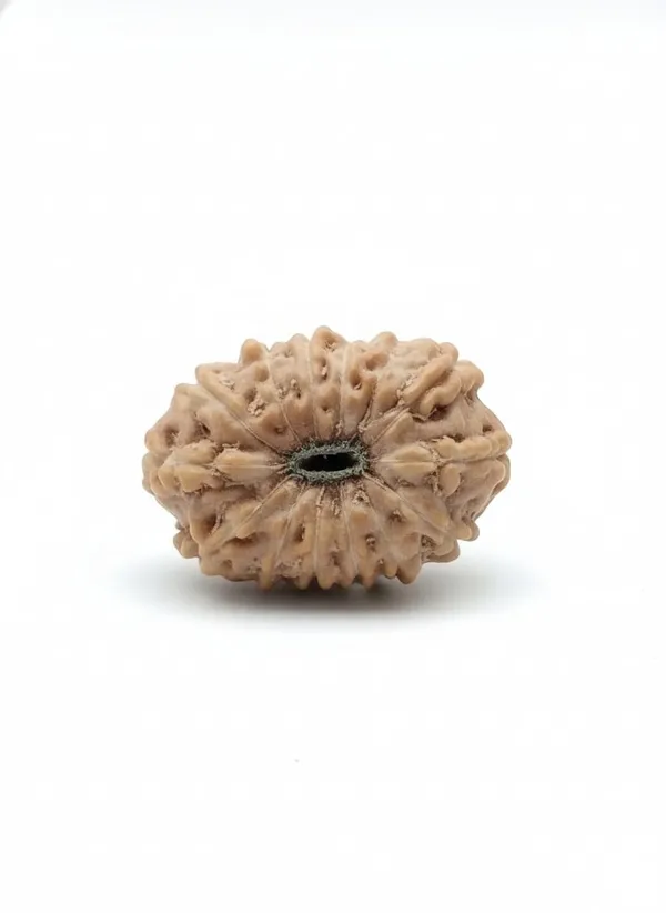 14_Mukhi_Indo_18.54MM