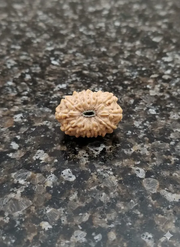 14_Mukhi_Indo_18.54MM