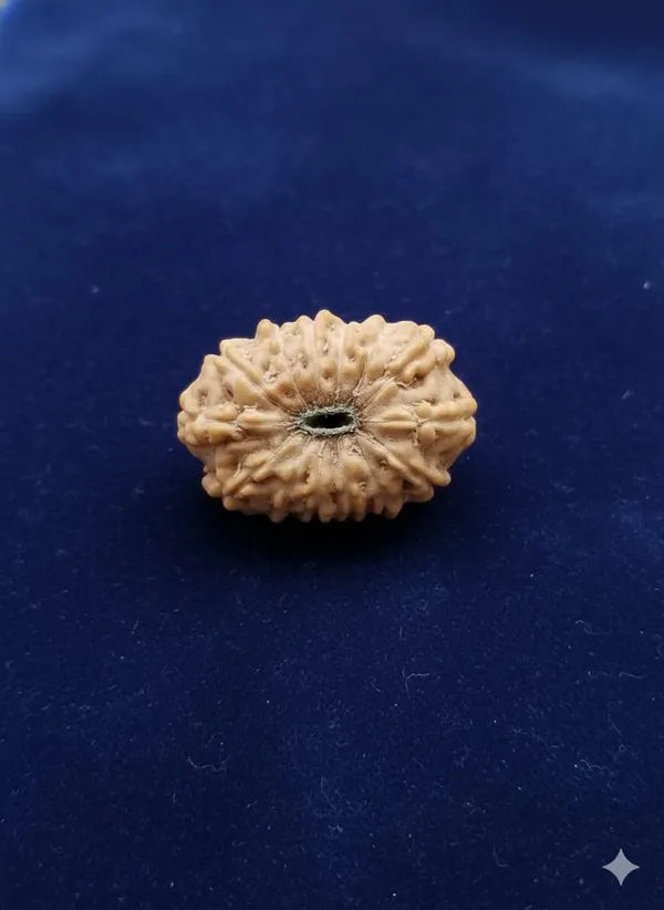 14_Mukhi_Indo_18.54MM