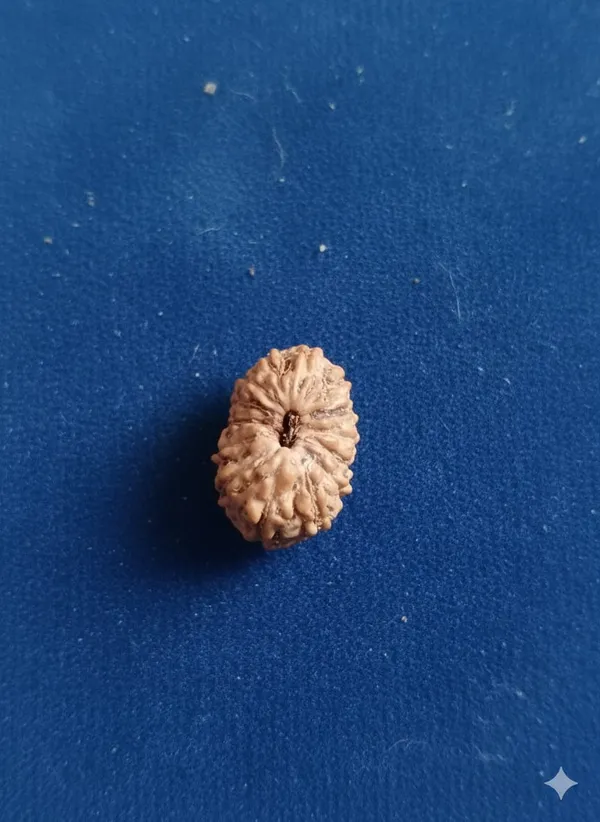 14_Mukhi_Indo_14.13MM
