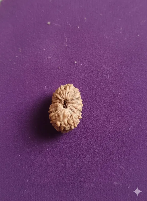 14_Mukhi_Indo_14.13MM