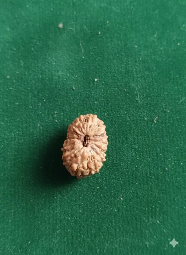 14_Mukhi_Indo_14.13MM