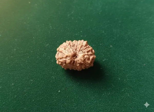 14_Mukhi_Indo_10.50MM