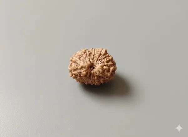 14_Mukhi_Indo_10.50MM