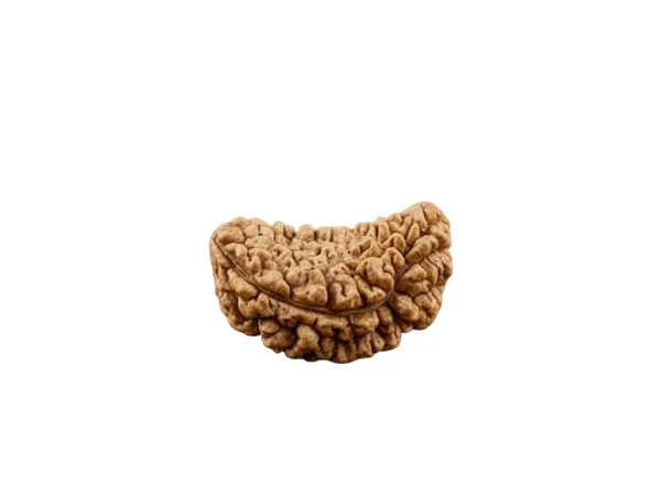 Brown_1_Mukhi_Indian_Natural_Rudraksha