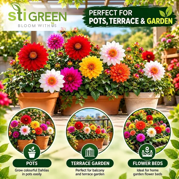 Dahlia_Seeds_|_150_Count_|_Easy-To-Grow_Garden_Flower_Seeds