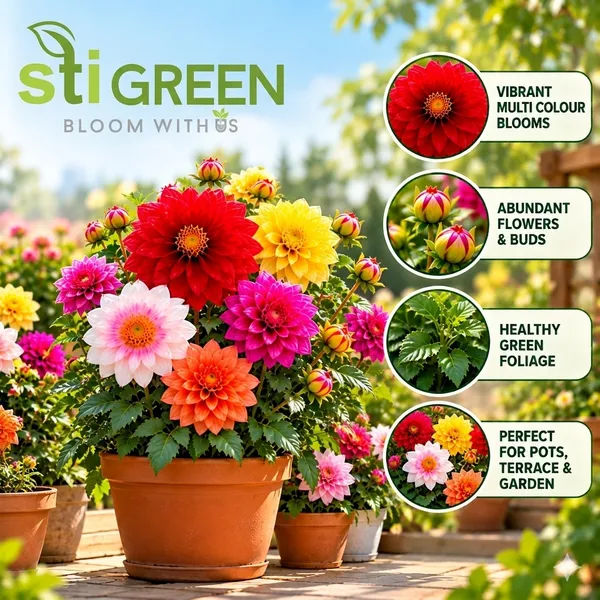 Dahlia_Seeds_|_150_Count_|_Easy-To-Grow_Garden_Flower_Seeds