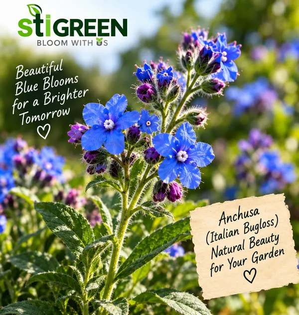 Anchusa_Flower_Seeds