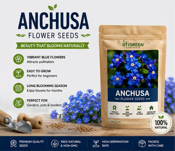 Anchusa_Flower_Seeds