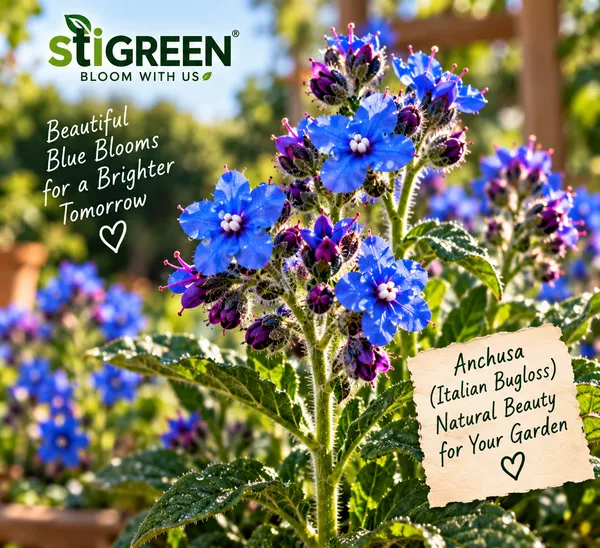 Anchusa_Flower_Seeds
