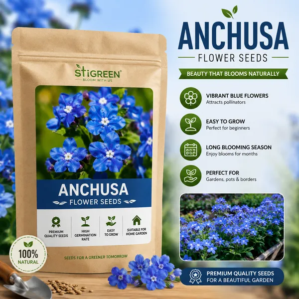 Anchusa_Flower_Seeds