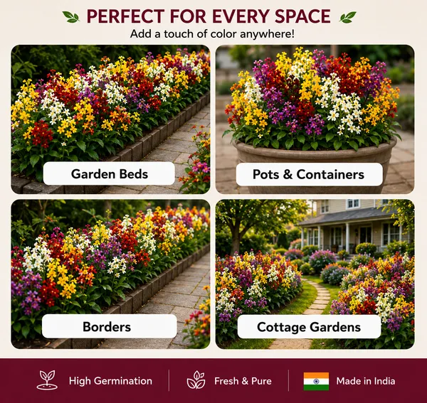 Cheiranthus_Cheiry_Mix_Flower_Seeds