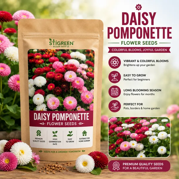 Daisy_Pomponent_Seed
