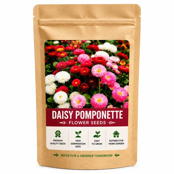 Daisy_Pomponent_Seed
