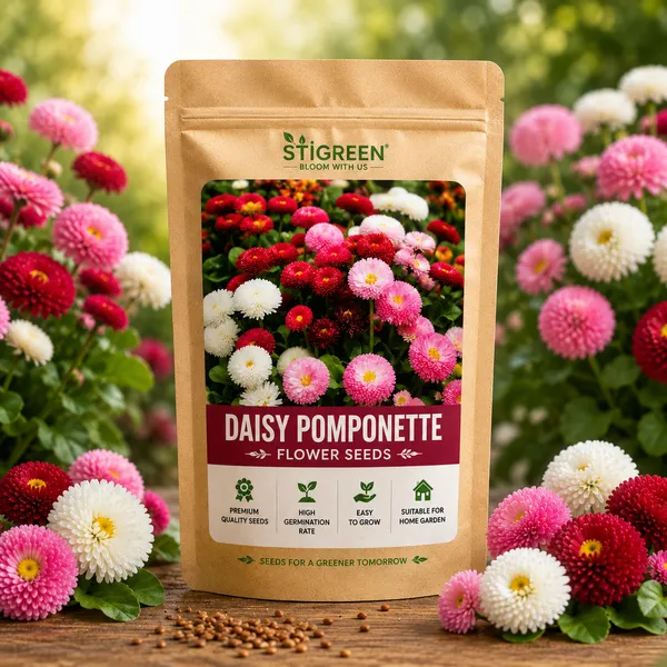 Daisy_Pomponent_Seed
