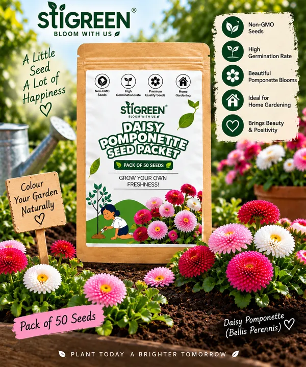 Daisy_Pomponent_Seed