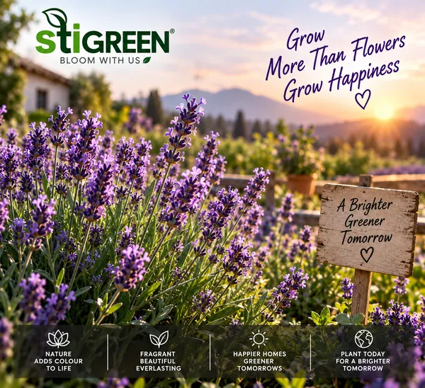 Lavender_Flower_Seeds