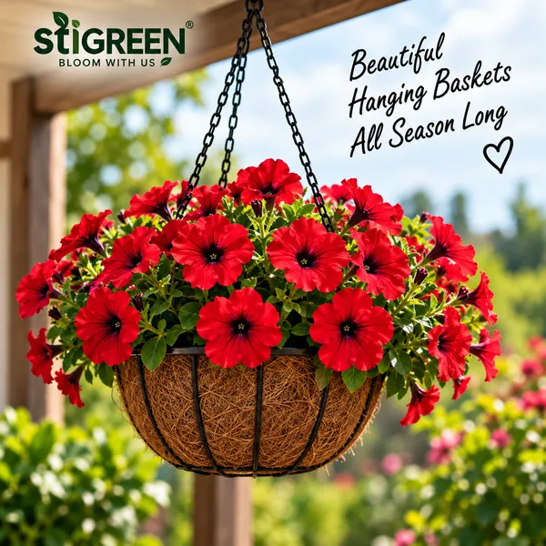Petunia_Red_Flower_Seeds