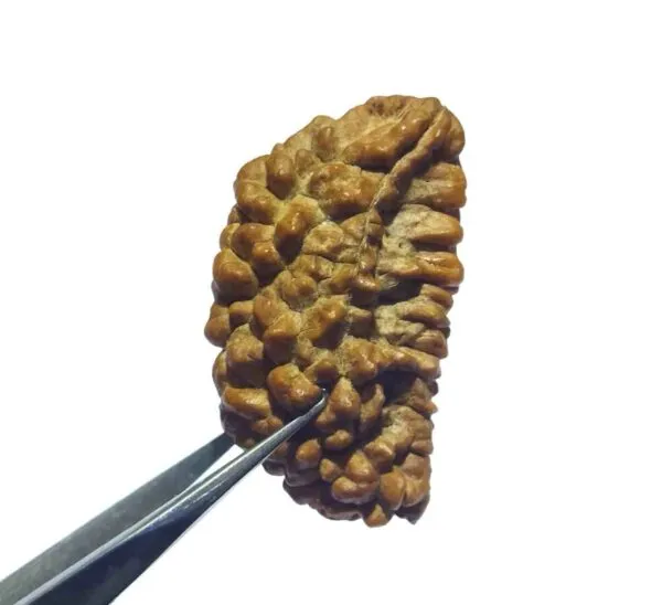 1_mukhi_Rudrakch_(Kaju_Dana)