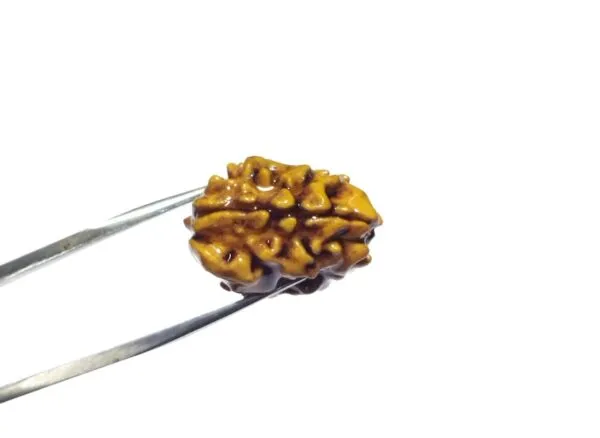 1_mukhi_Rudrakch_(Kaju_Dana)