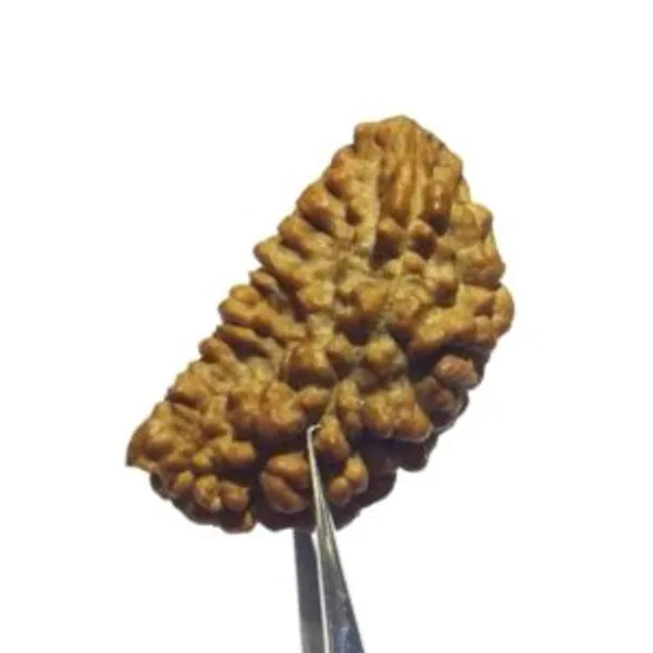 1_mukhi_Rudrakch_(Kaju_Dana)
