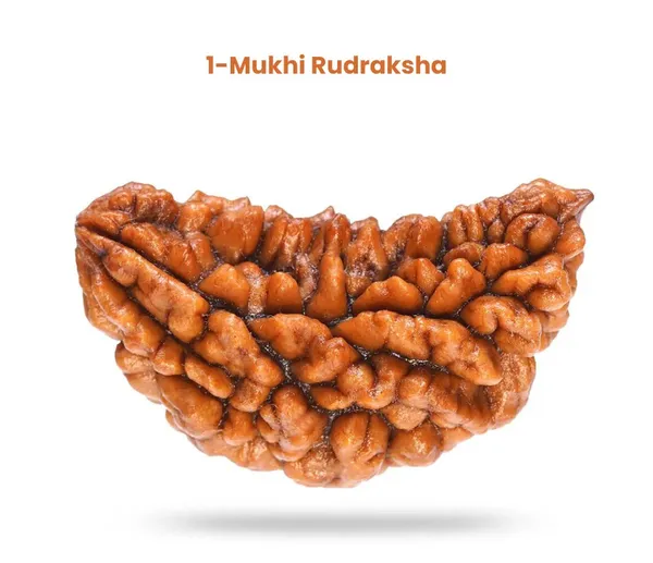 1_mukhi_Rudrakch_(Kaju_Dana)