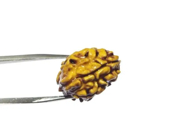 1_mukhi_Rudrakch_(Kaju_Dana)