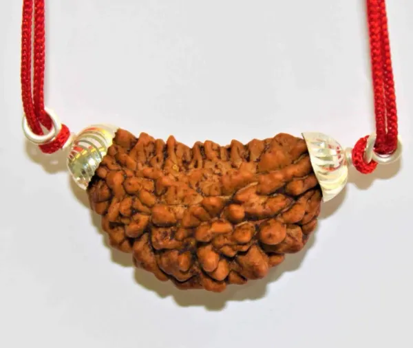 1_mukhi_Rudrakch_(Kaju_Dana)_silver_pendent