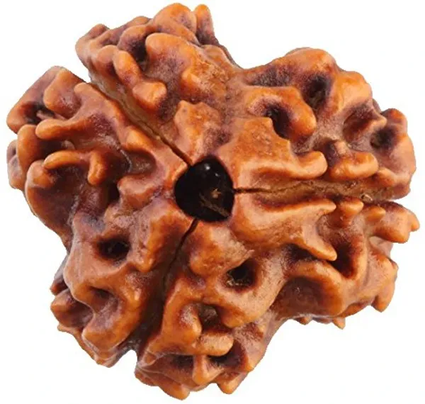 3_mukhi_Rudrakch_(dehraduni_)