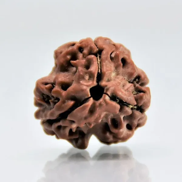 3_mukhi_Rudrakch_(nepali_)