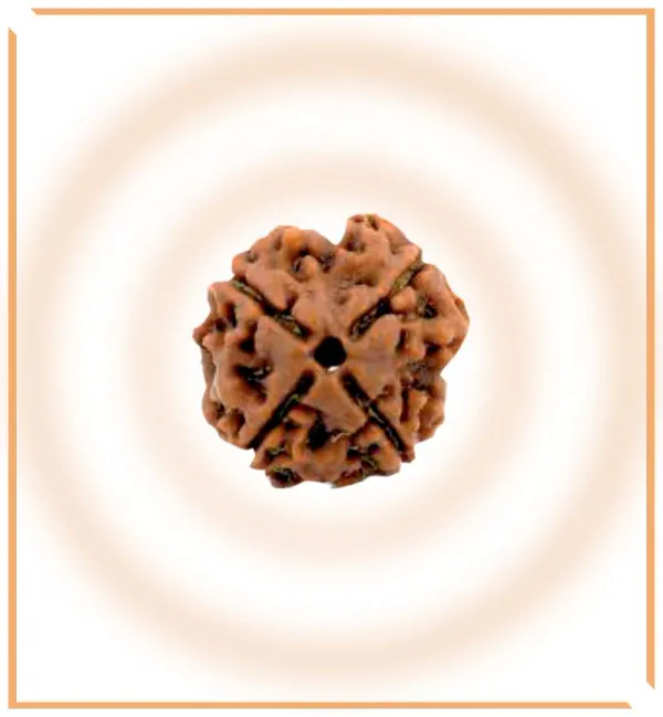 4_Mukhi_Rudrakch_(Nepali)
