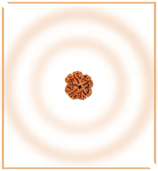 4_Mukhi_Rudrakch_(Nepali)