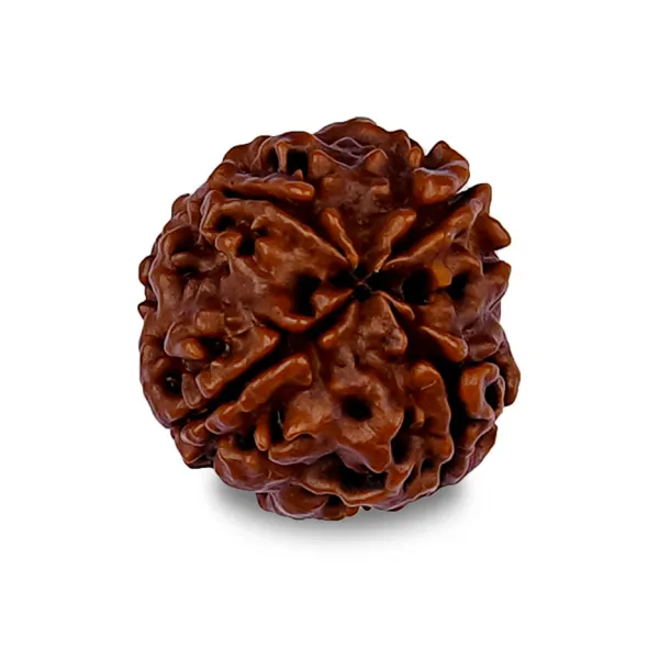 4_Mukhi_Rudrakch_(Nepali)