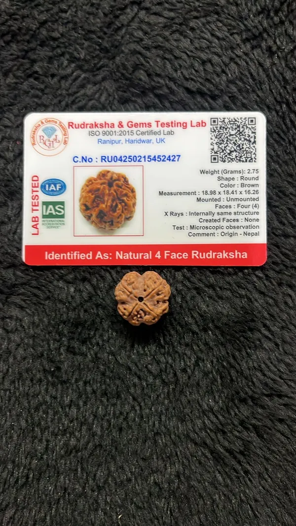 4_Mukhi_Rudrakch_(Nepali)
