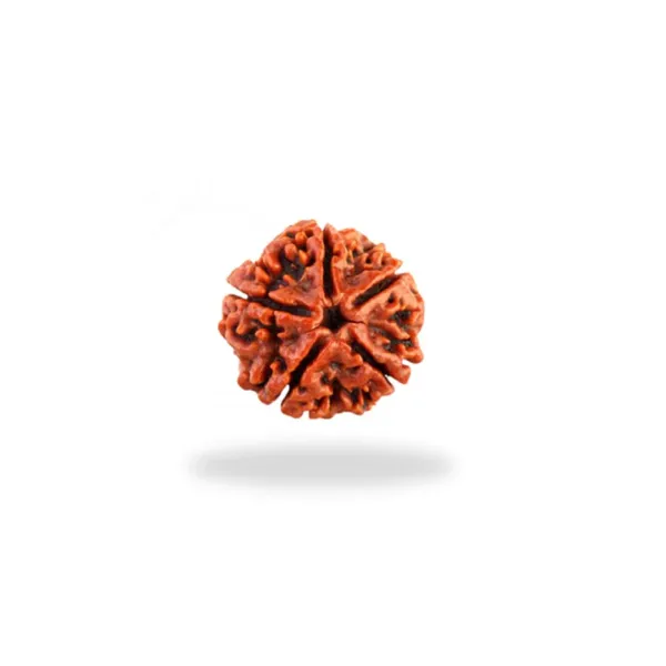 5_Mukhi_Rudrakch_(Nepali)