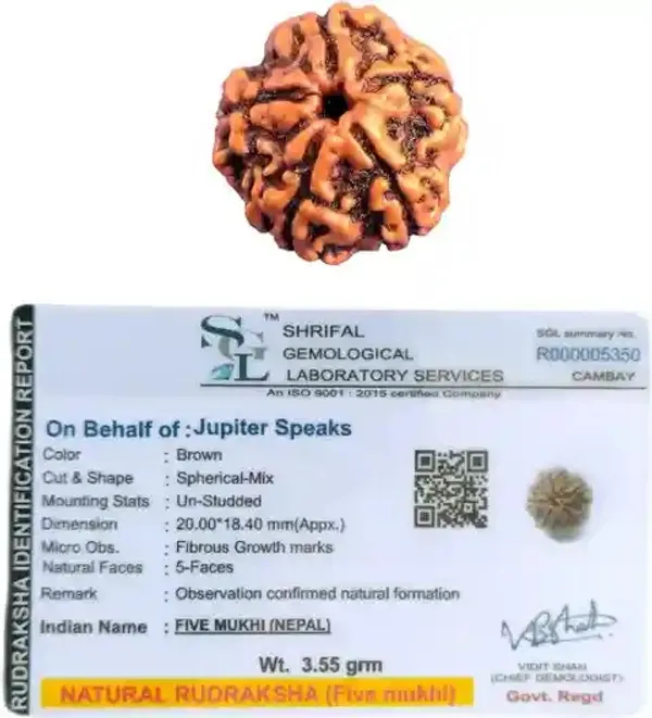 5_Mukhi_Rudrakch_(Nepali)