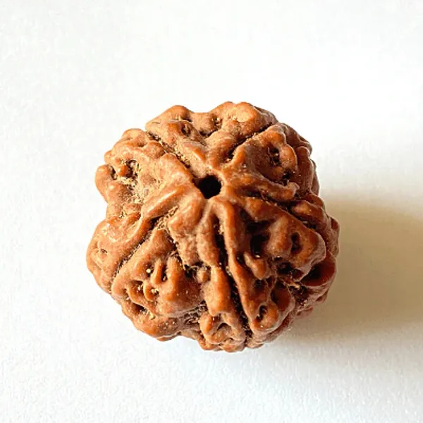 5_Mukhi_Rudrakch_(Nepali)