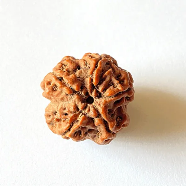5_Mukhi_Rudrakch_(Nepali)