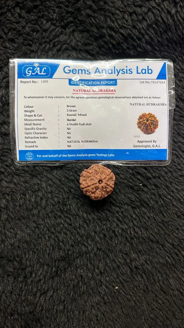 6_Mukhi_Rudrakch_(Nepali)