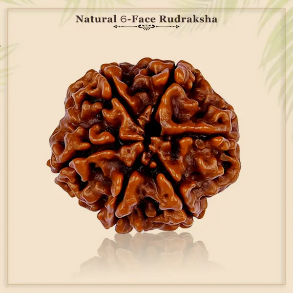 6_Mukhi_Rudrakch_(Nepali)