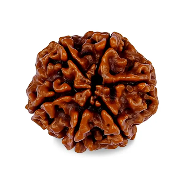 6_Mukhi_Rudrakch_(Nepali)