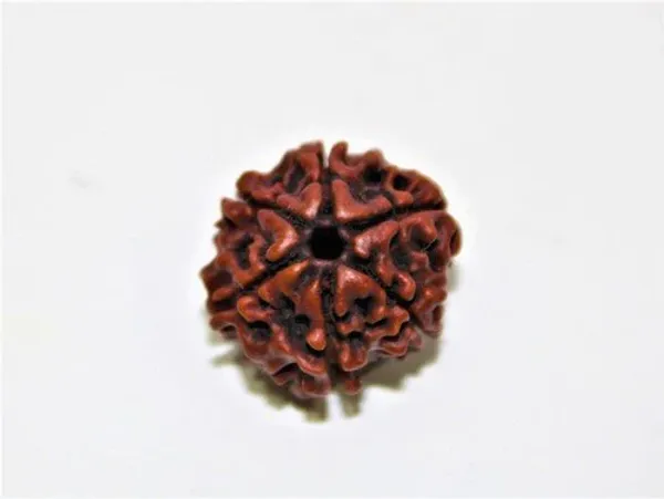 6_Mukhi_Rudrakch_(Nepali)
