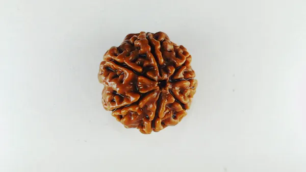 7_Mukhi_Rudrakch_(Nepali)