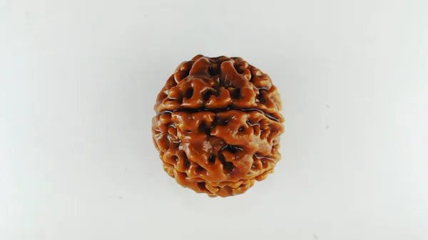7_Mukhi_Rudrakch_(Nepali)