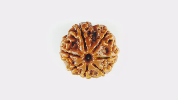 7_Mukhi_Rudrakch_(Nepali)
