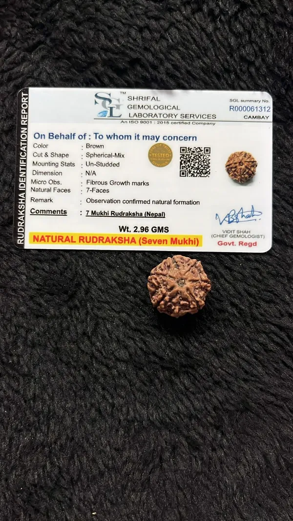 7_Mukhi_Rudrakch_(Nepali)