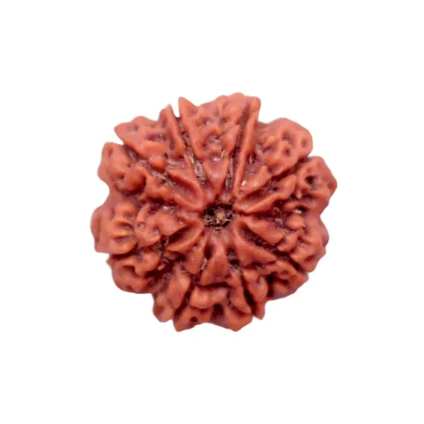 8_Mukhi_Rudrakch_indonesia