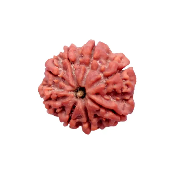 8_Mukhi_Rudrakch_(Nepali)